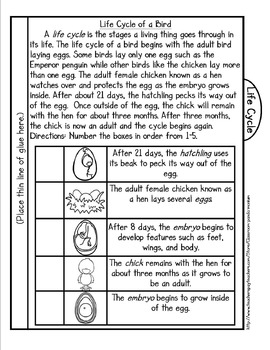 Bird Life Cycle Pack by Classroom 