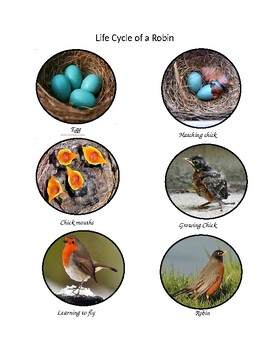 Preview of Life Cycle of a Bird - Real Images / Montessori