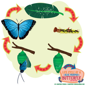 Life Cycle of a (Blue Morpho) Butterfly Clip Art Set | TPT