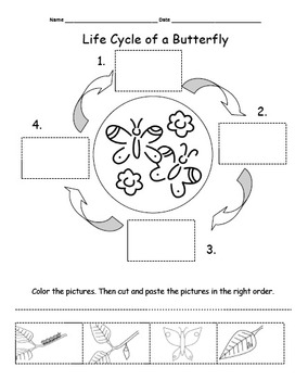 Life Cycle of a Butterfly by Gibby Delights | Teachers Pay Teachers