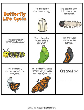 Life Cycle of a Butterfly by All About Elementary | TpT