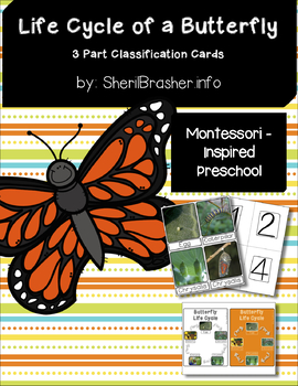 Life Cycle of a Butterfly | 3 Part Cards PreK | English | TPT