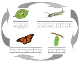 Life Cycle of a Butterfly. 4 versions: b&w/color, tracing 