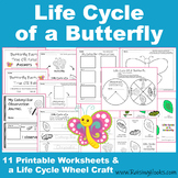 Life Cycle of a Butterfly