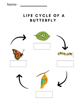 Preview of Life Cycle of a Butterfly