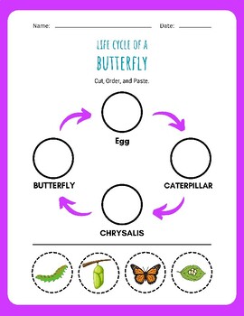 Life Cycle of a Butterfly: Cut and Paste in Order - Printable Activity ...