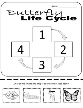 Life Cycle of a Butterfly - Digital & Printable resources | TPT