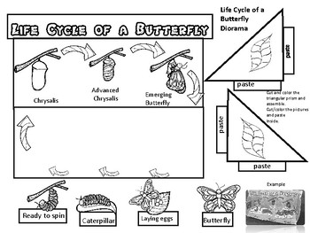 Life Cycle of a Butterfly Diorama by Fun Creatives | TpT