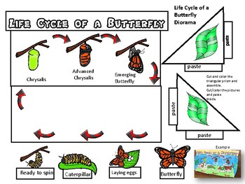Life Cycle of a Butterfly Diorama by Fun Creatives | TpT