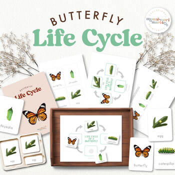 Preview of Life Cycle of a Butterfly, Flash Cards, Montessori Nomenclature Cards