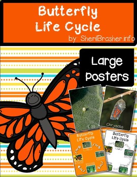 Preview of Life Cycle of a Butterfly | Lg Posters | English