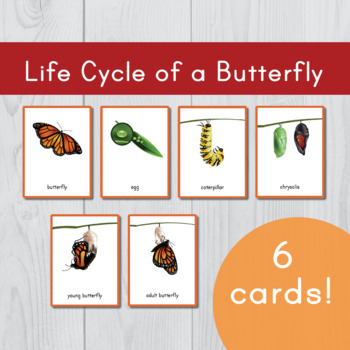 Preview of Life Cycle of a Butterfly • Montessori Nomenclature Cards • Three Part Cards