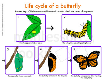 Details about   Montessori Material Batterfly Life Cycle Matching Cards. 