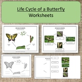 Life Cycle of a Butterfly Montessori Science Activities Ho