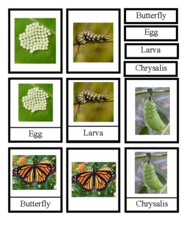 Preview of Life Cycle of a Butterfly Nomenclature Cards