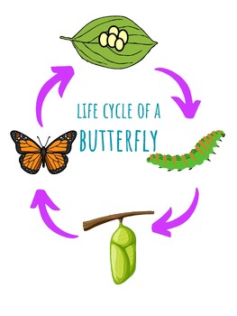 Preview of Life Cycle of a Butterfly Poster 8.5 x 11 PDF