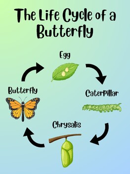 Life Cycle of a Butterfly Poster by Mackenzie Meager | TPT