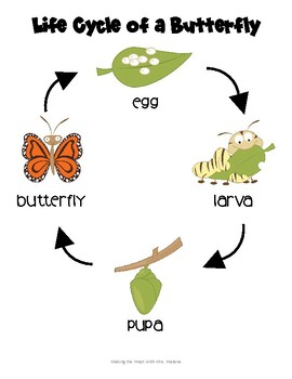 Life Cycle of a Butterfly Poster Freebie by Making the Most With Mrs Malone