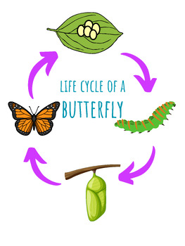 Preview of Life Cycle of a Butterfly Poster Large PNG File