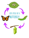 Life Cycle of a Butterfly Poster Large PNG File