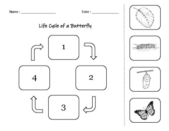 Preview of Life Cycle of a Butterfly Worksheet