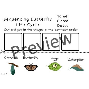 Life Cycle of a Butterfly- Worksheet by Primarystem | TPT