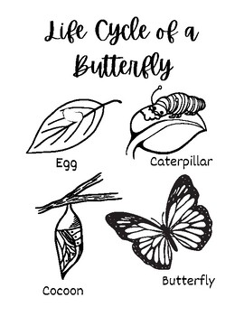 Life Cycle of a Butterfly worksheets by Oakley's Art Class | TPT