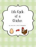 Life Cycle of a Chicken