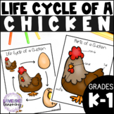 Life Cycle of a Chicken Worksheets & Activities - Chicken 