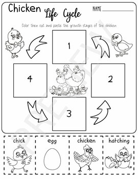 Life Cycle of a Chicken Activity by Kinders Activities | TPT