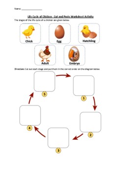 Preview of Life Cycle of a Chicken - Cut and Paste Worksheet Activity (Printable)