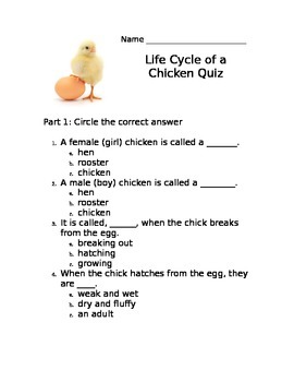 Preview of Life Cycle of a Chicken QUIZ
