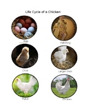 Life Cycle of a Chicken - Real Images / Montessori