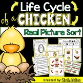 Chicken Life Cycle Activities, Printables, Picture Sorts, 