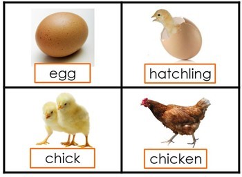 Chicken egg life cycle