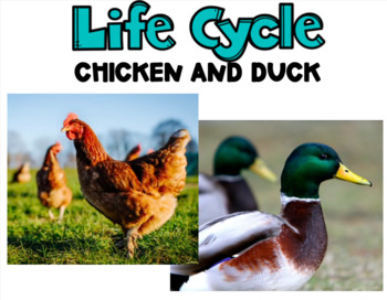 Preview of Life Cycle of a Chicken and Duck Resource