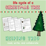 Life Cycle of a Christmas Tree