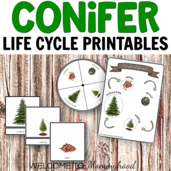 Preview of Life Cycle of a Christmas Tree for Montessori Activities or Science Centers
