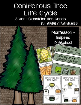 Preview of Life Cycle of a Tree | 3 Part Cards PreK | English