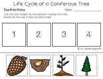 Life Cycle of a Coniferous Tree | PreK-K Worksheets | English | TpT