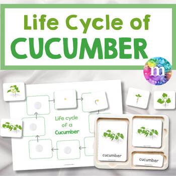 Preview of Life Cycle of a Cucumber, Montessori Nomenclature Cards, Gardening activity