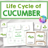 Life Cycle of a Cucumber, Montessori Nomenclature Cards, G