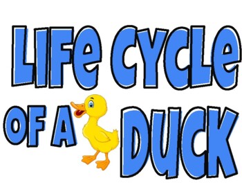 Duck Life Cycle  Life cycles, Life, Vocabulary cards