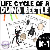 Life Cycle of a Dung Beetle Activities, Worksheets, Bookle