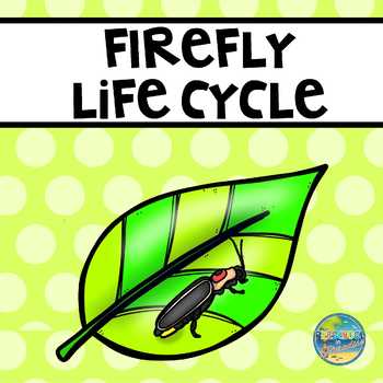 Preview of Life Cycle of a Firefly