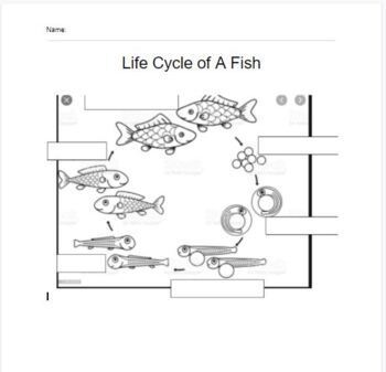 Life Cycle of a Fish by Miss Holladay's Special Education | TpT