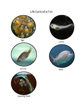Preview of Life Cycle of a Fish - Real Images / Montessori