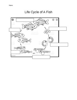 Preview of Life Cycle of a Fish Worksheet