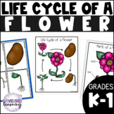 Life Cycle of a Flower Activities, Worksheets, Booklet - F