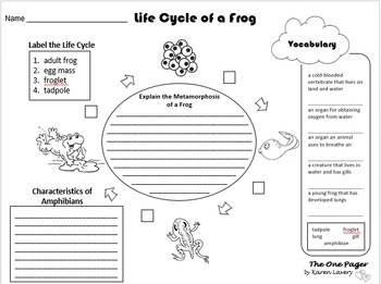 Preview of Life Cycle of a Frog